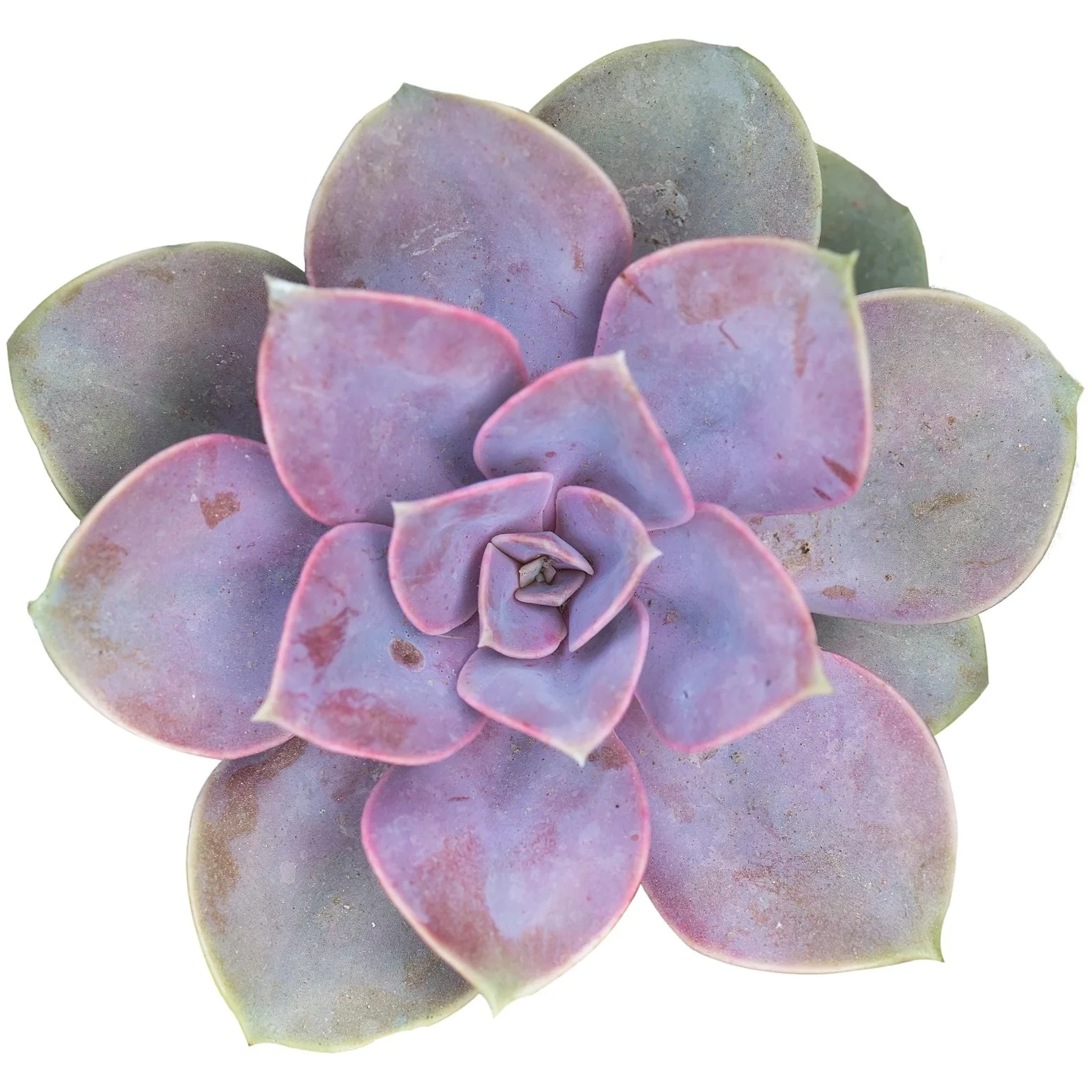 Green Succulent Flower - Image 3