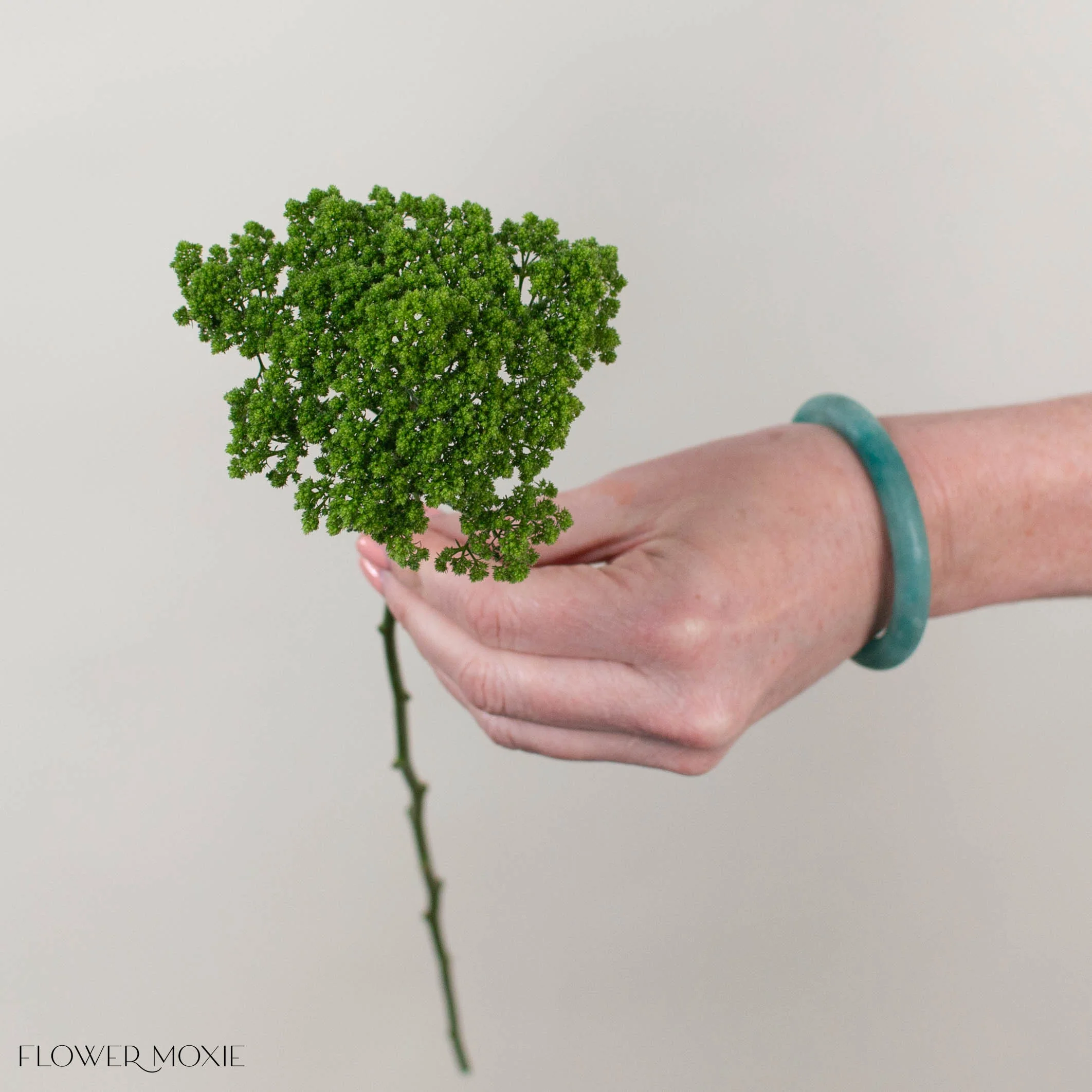 Green Trachelium Flower - Image 3
