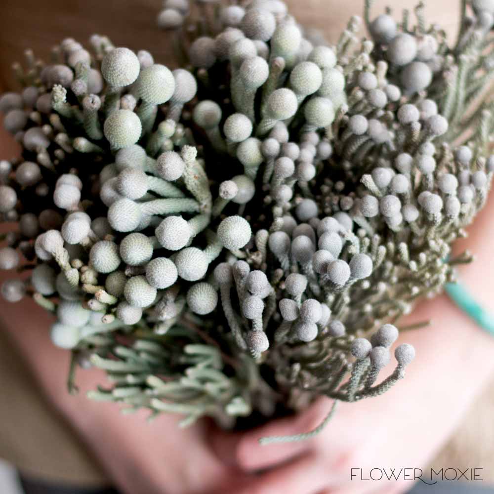 Brunia Berries - Image 3