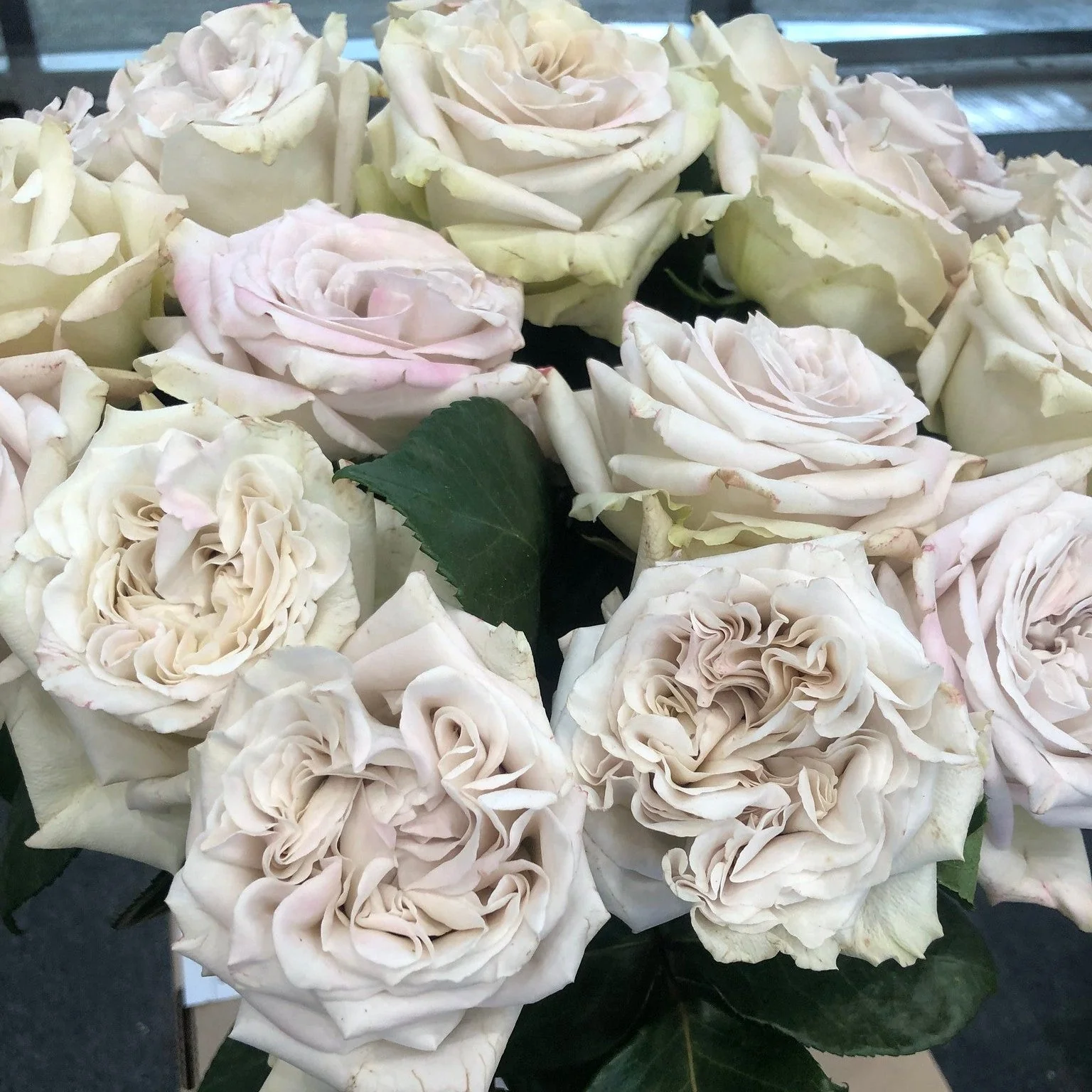 Grey Westminster Abbey Garden Rose - Image 10