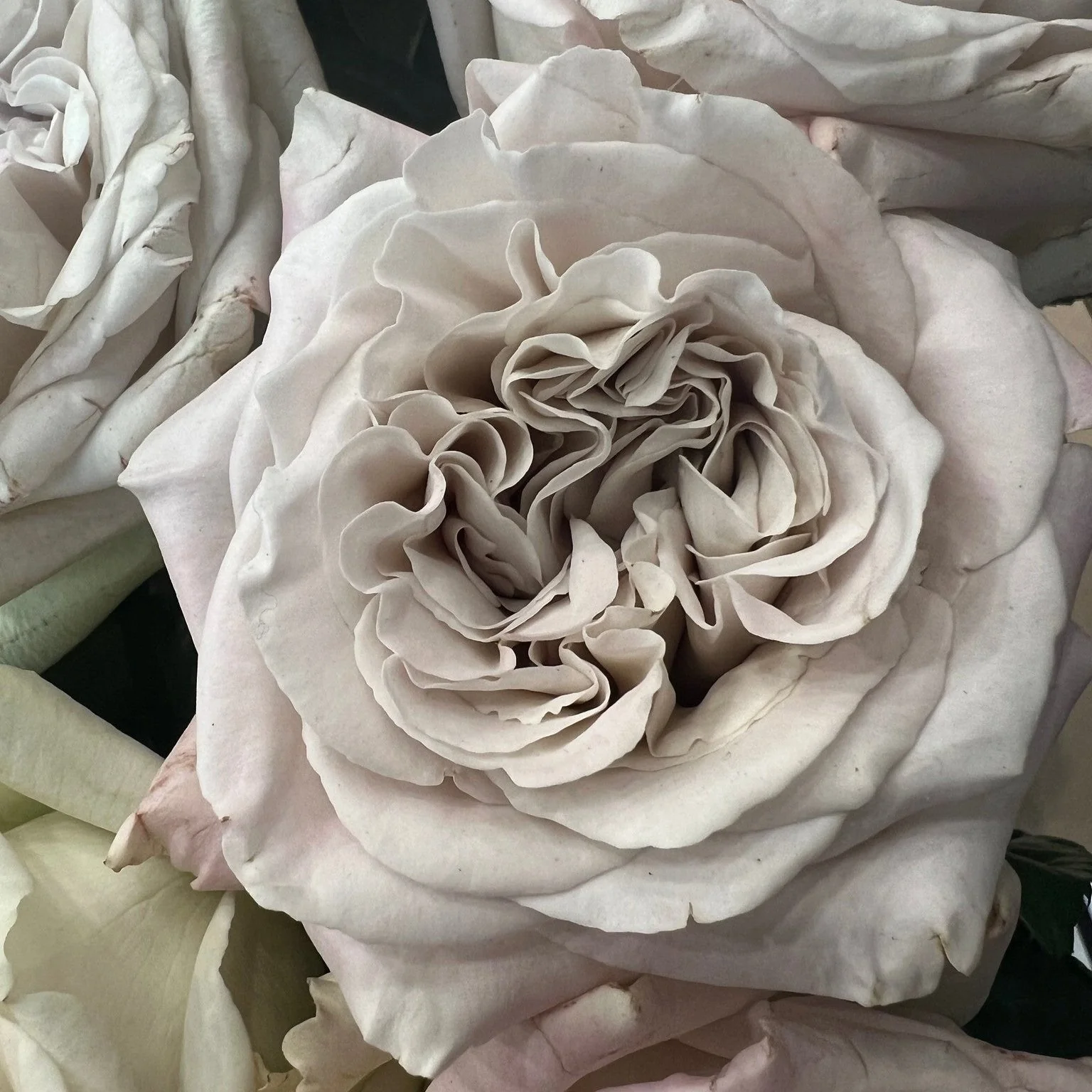 Grey Westminster Abbey Garden Rose - Image 11