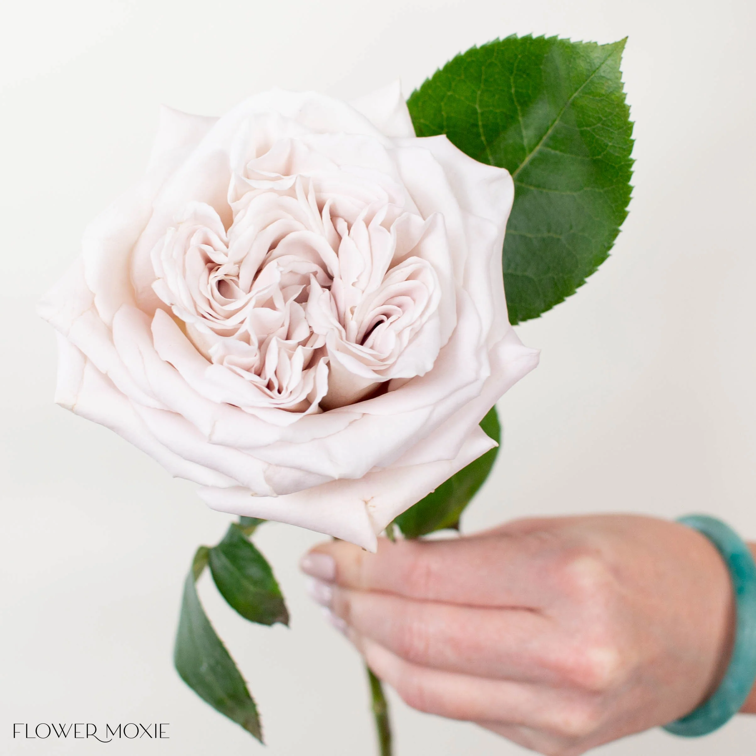 Grey Westminster Abbey Garden Rose - Image 3
