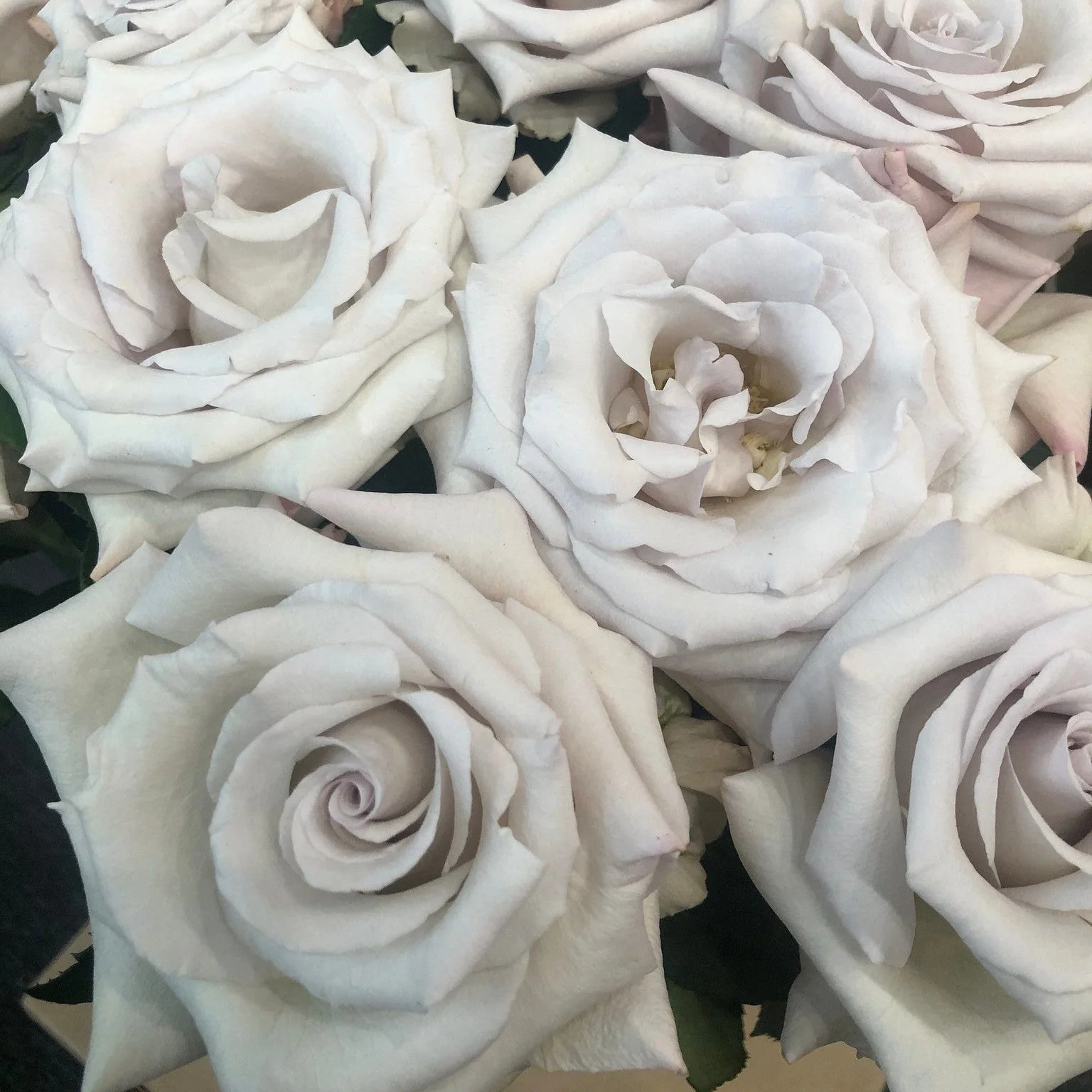 Grey Westminster Abbey Garden Rose - Image 6