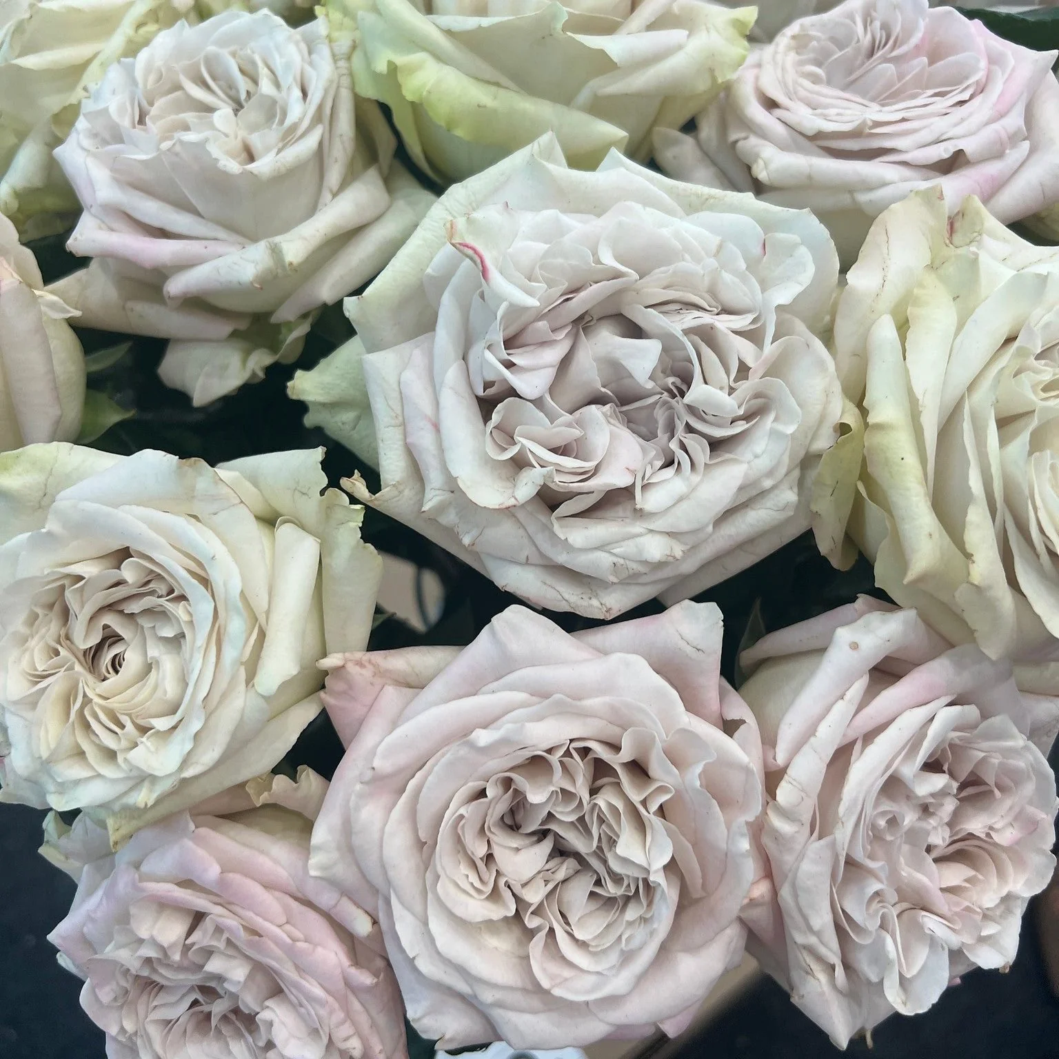 Grey Westminster Abbey Garden Rose - Image 7