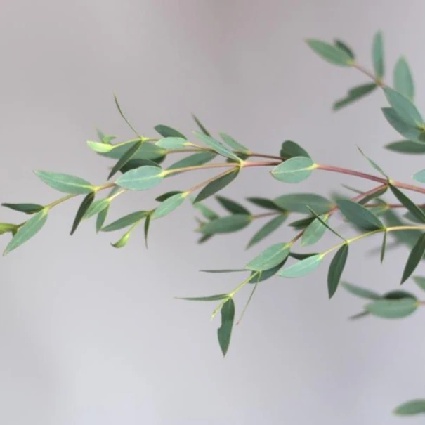 Gunni Eucalyptus Greenery - Image 4