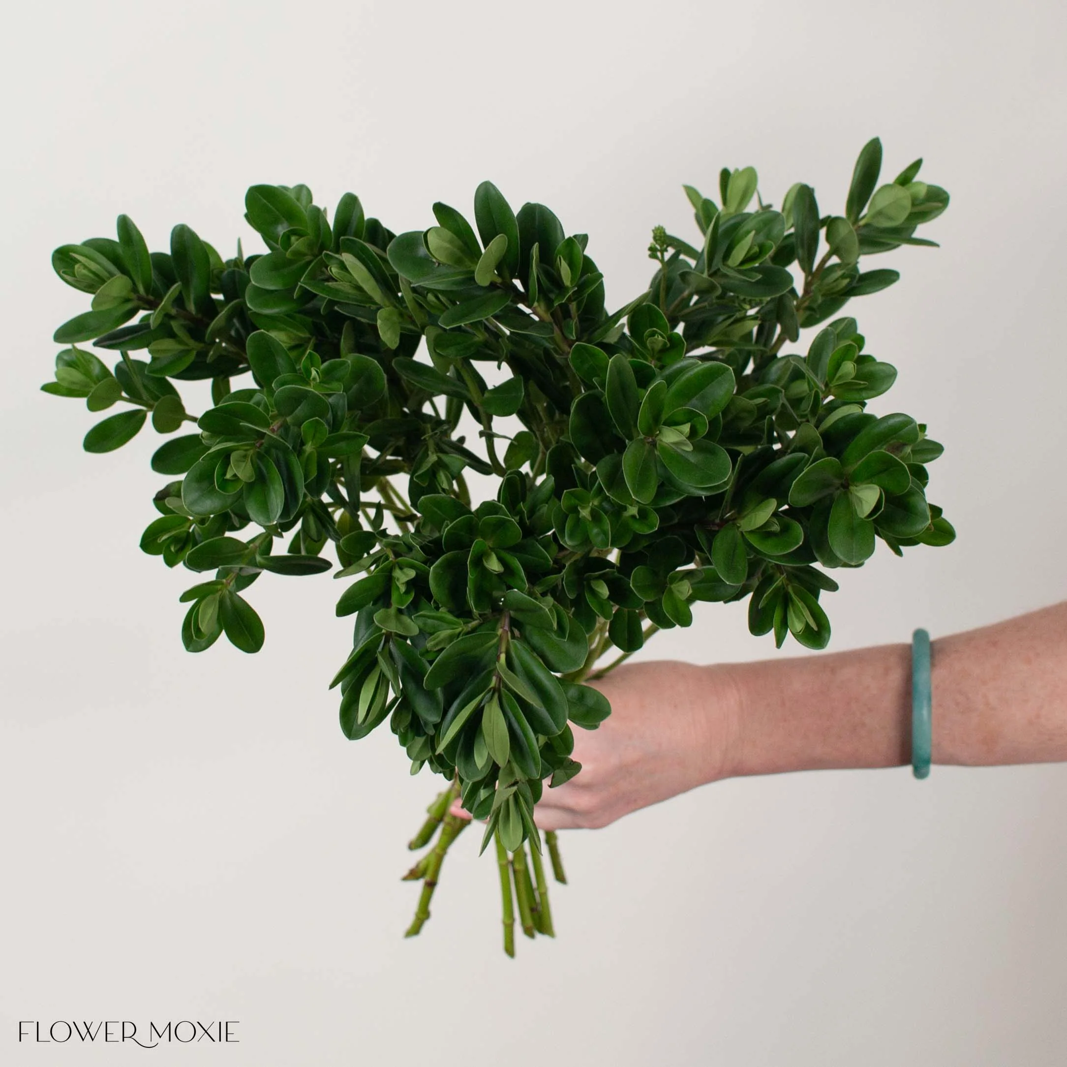 Hebe Greenery - Image 2