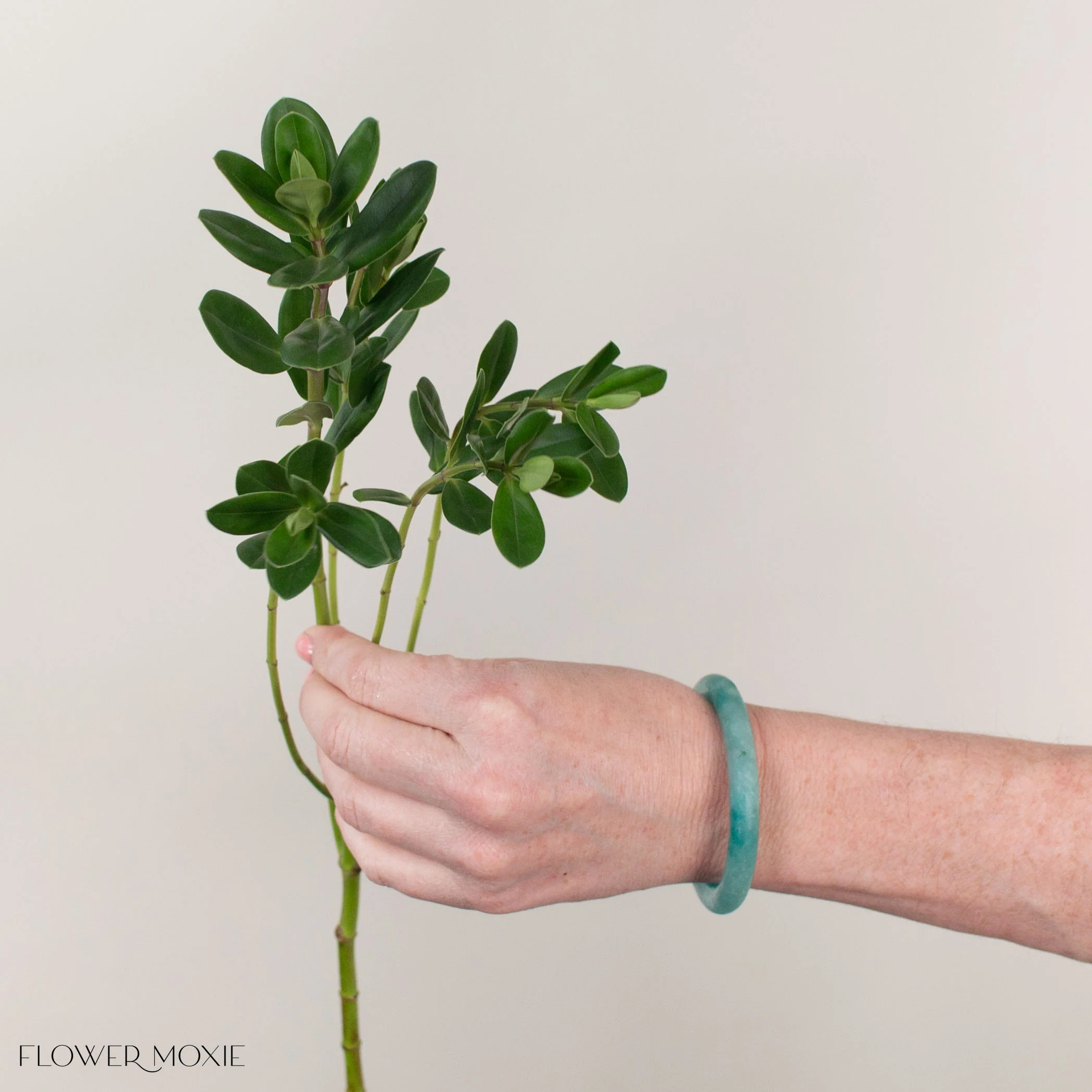 Hebe Greenery - Image 3