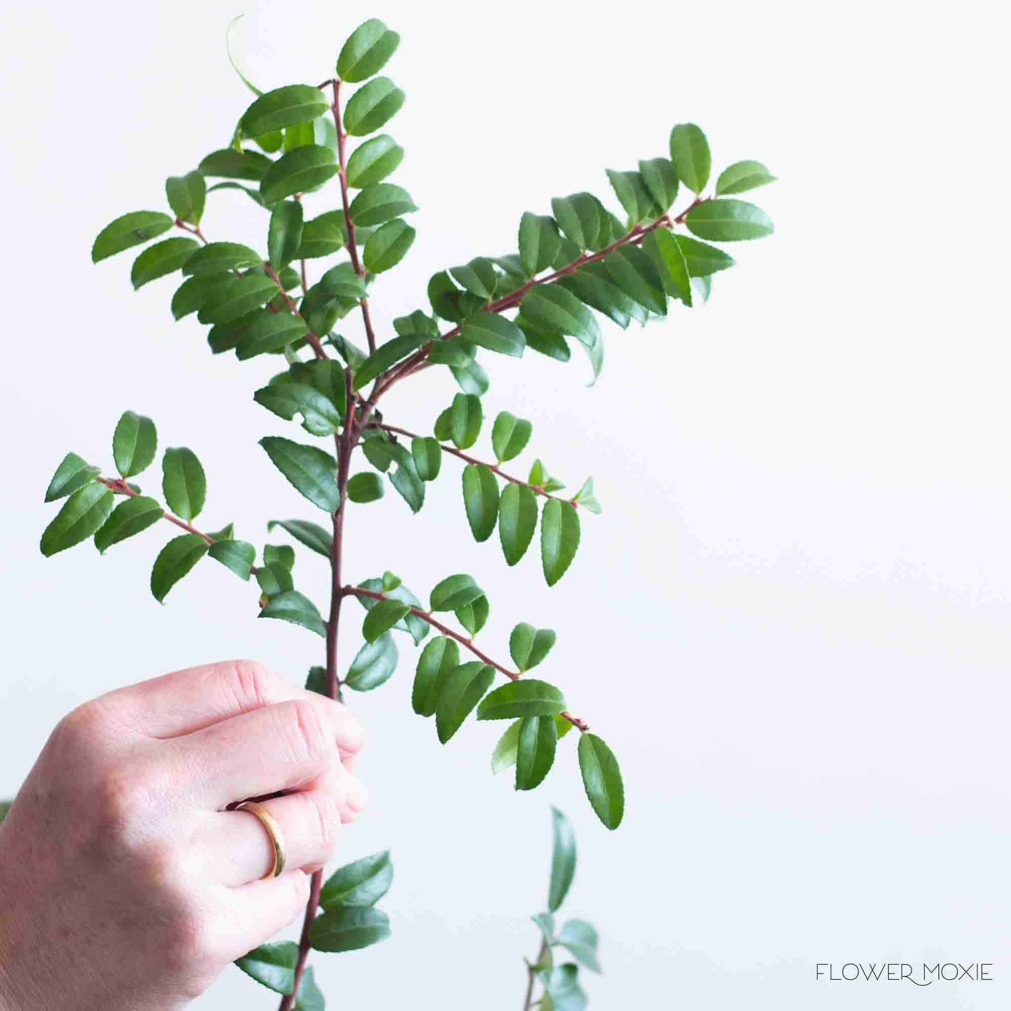 Huck Greenery - Image 2