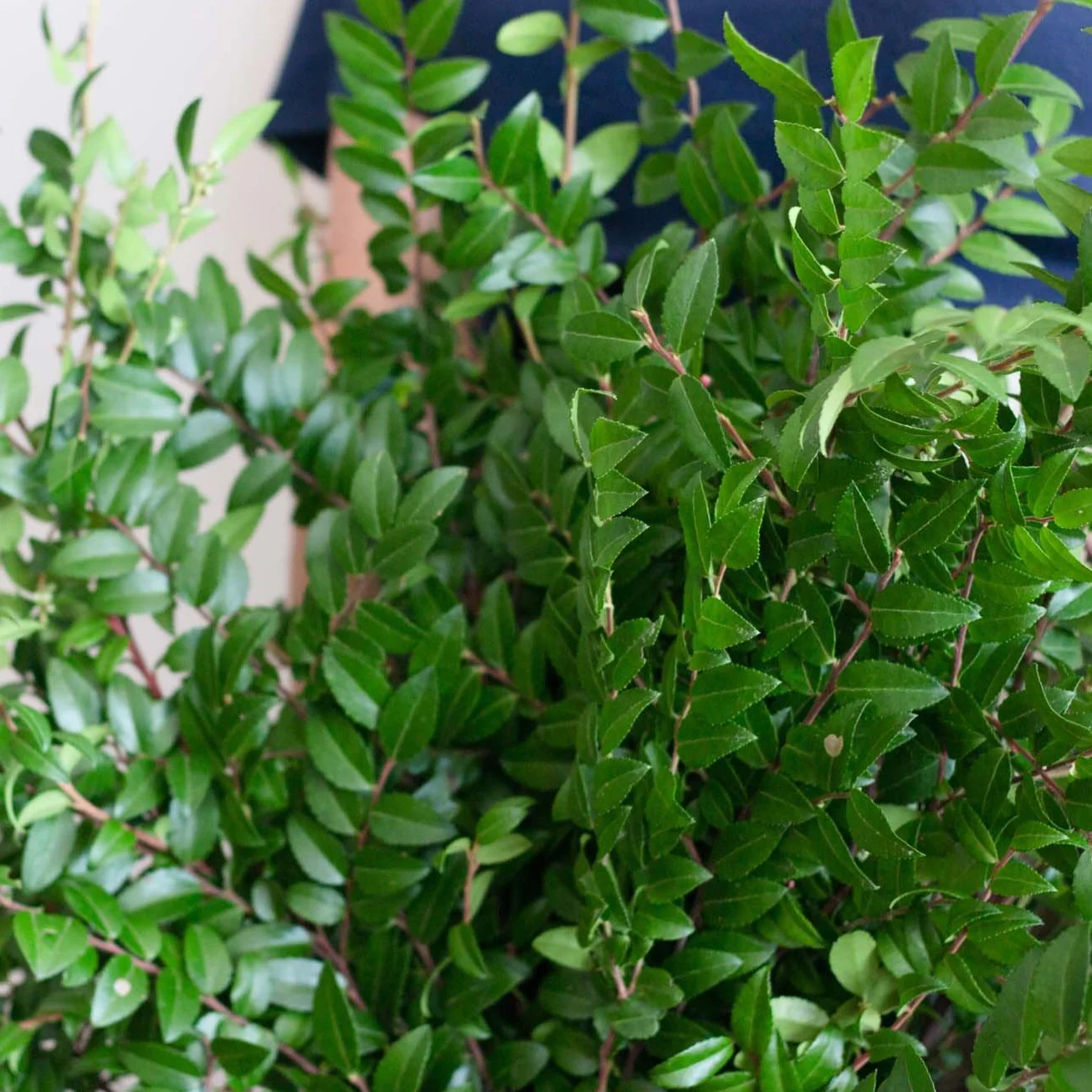 Huck Greenery - Image 3