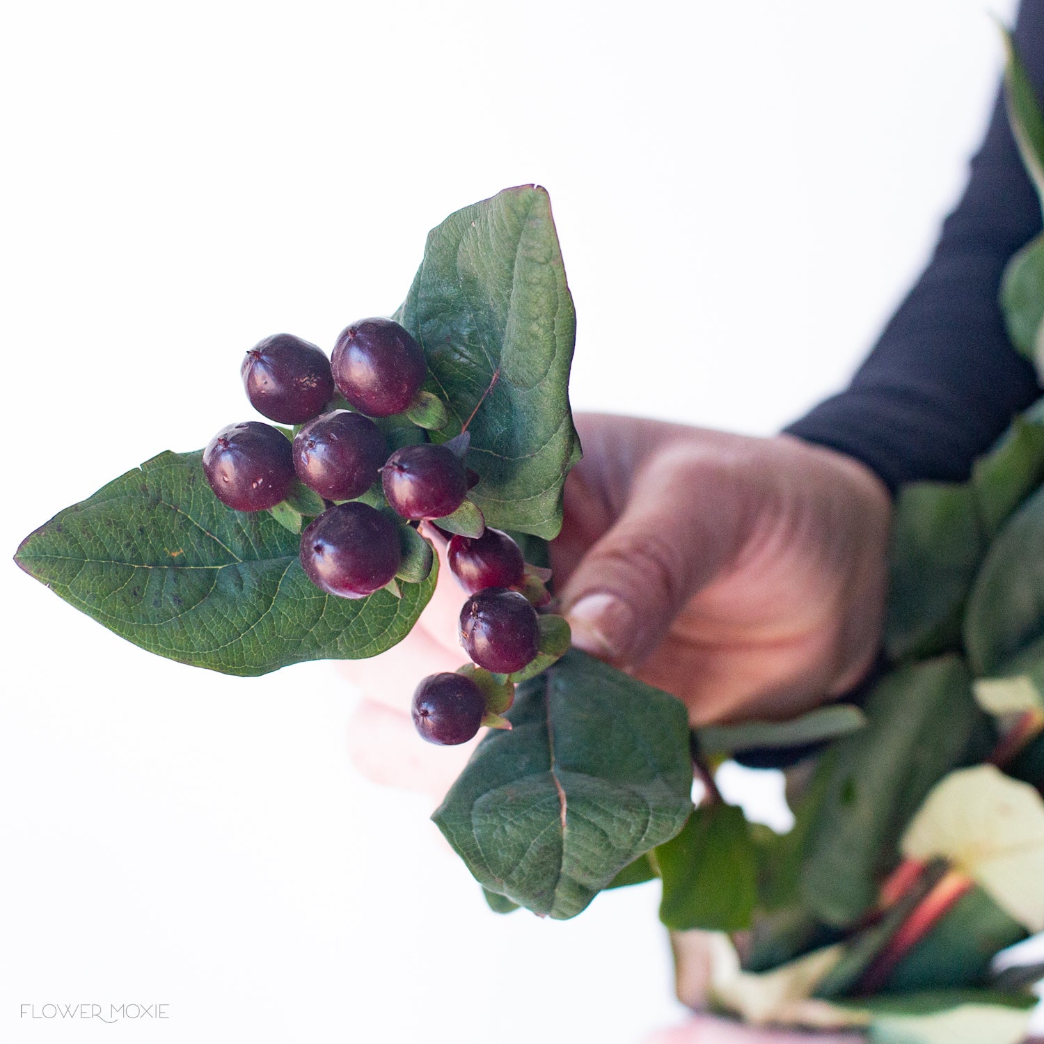 Burgundy Hypericum Berries - Image 3