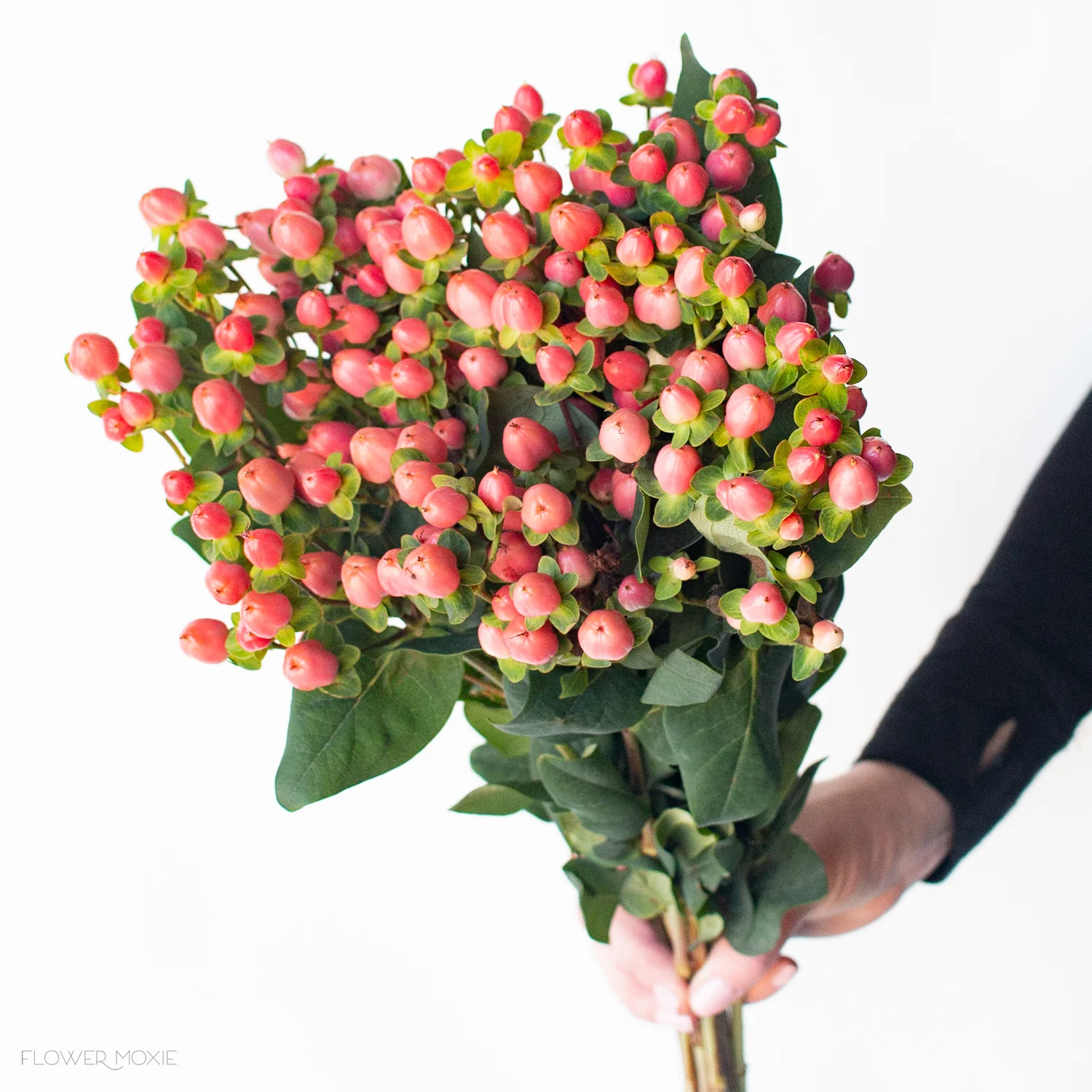Peach Hypericum Berries - Image 4