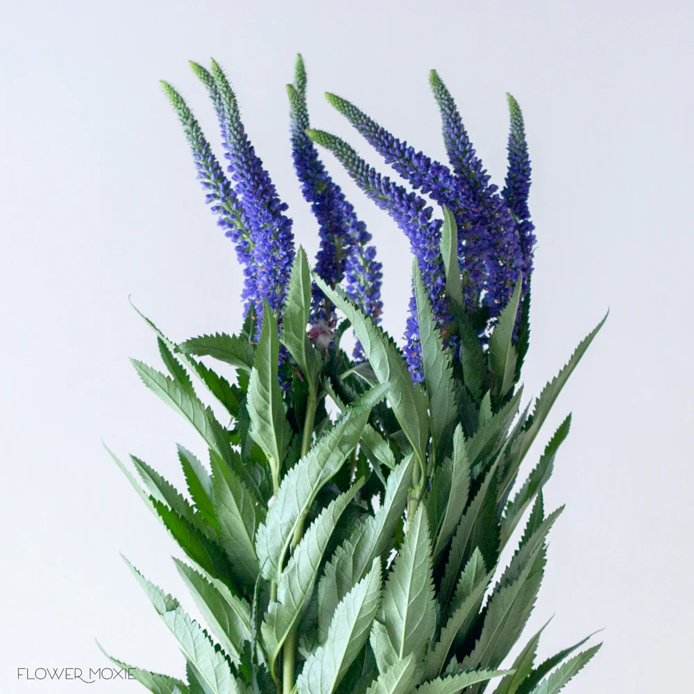 Indigo Blue Veronica Flower - Image 3