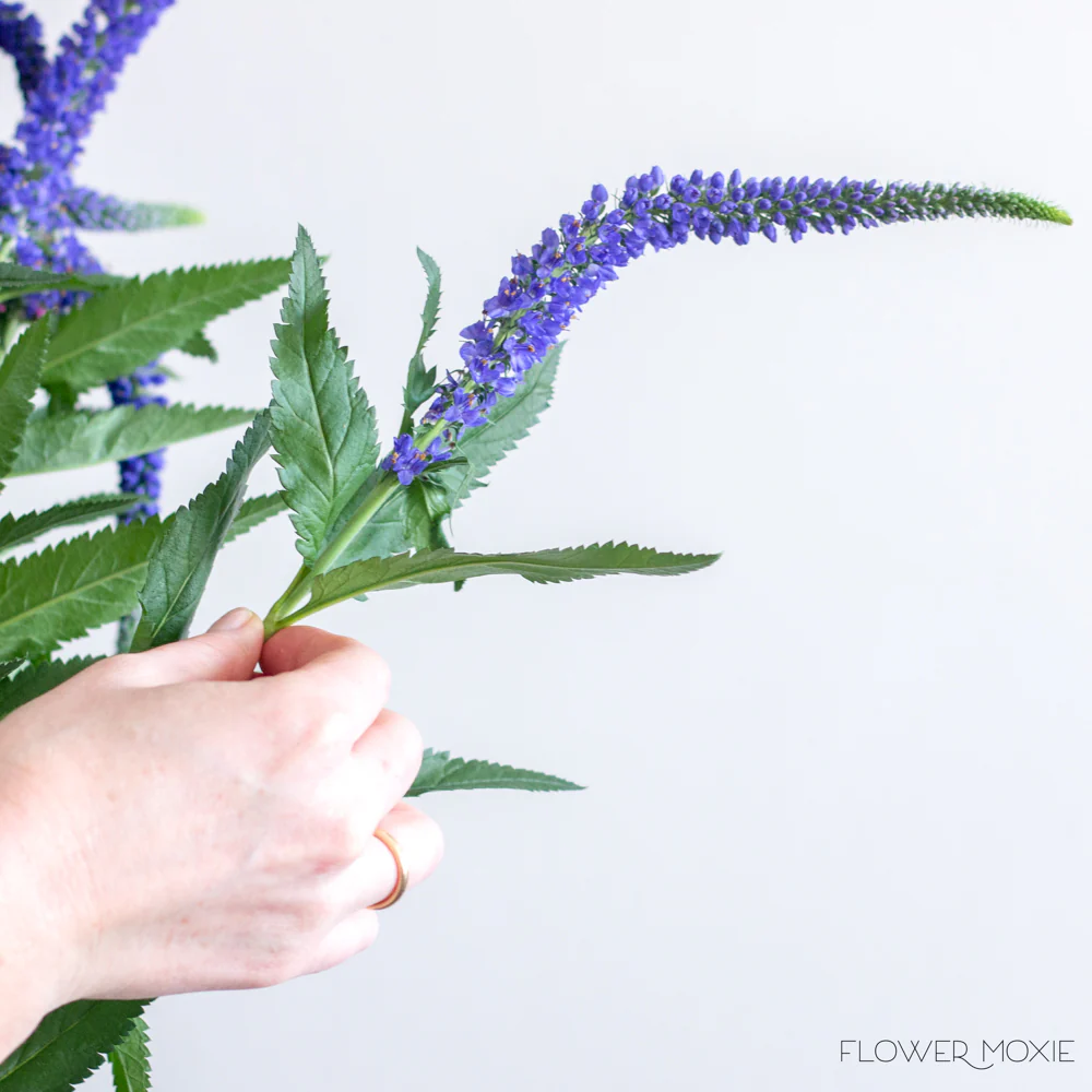 Indigo Blue Veronica Flower - Image 7