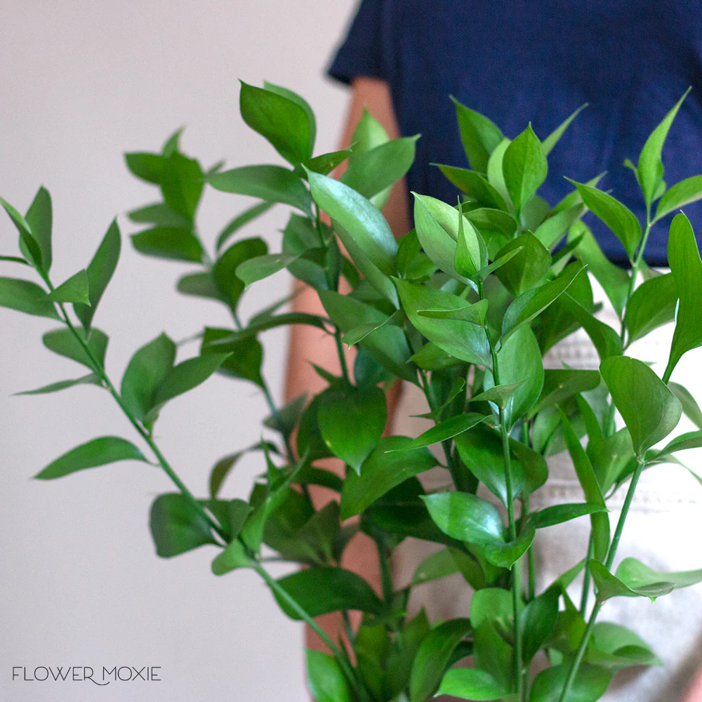 Israeli Ruscus Greenery - Image 3