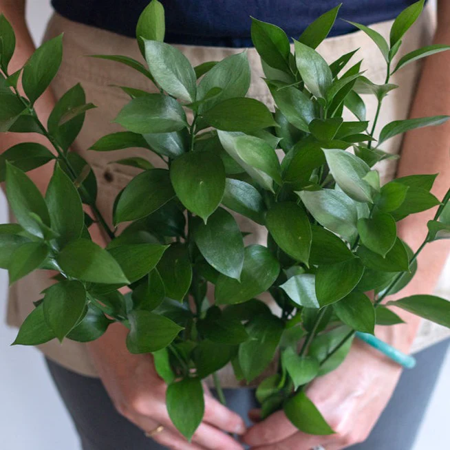 Israeli Ruscus Greenery - Image 4