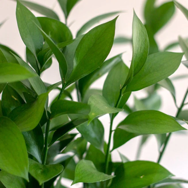 Israeli Ruscus Greenery - Image 6