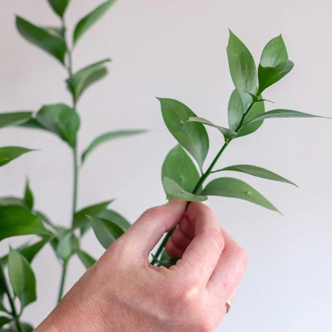Israeli Ruscus Greenery - Image 7