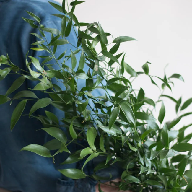 Italian Ruscus Greenery - Image 3