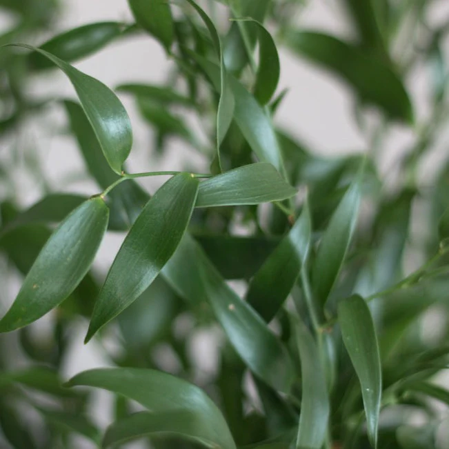 Italian Ruscus Greenery - Image 4