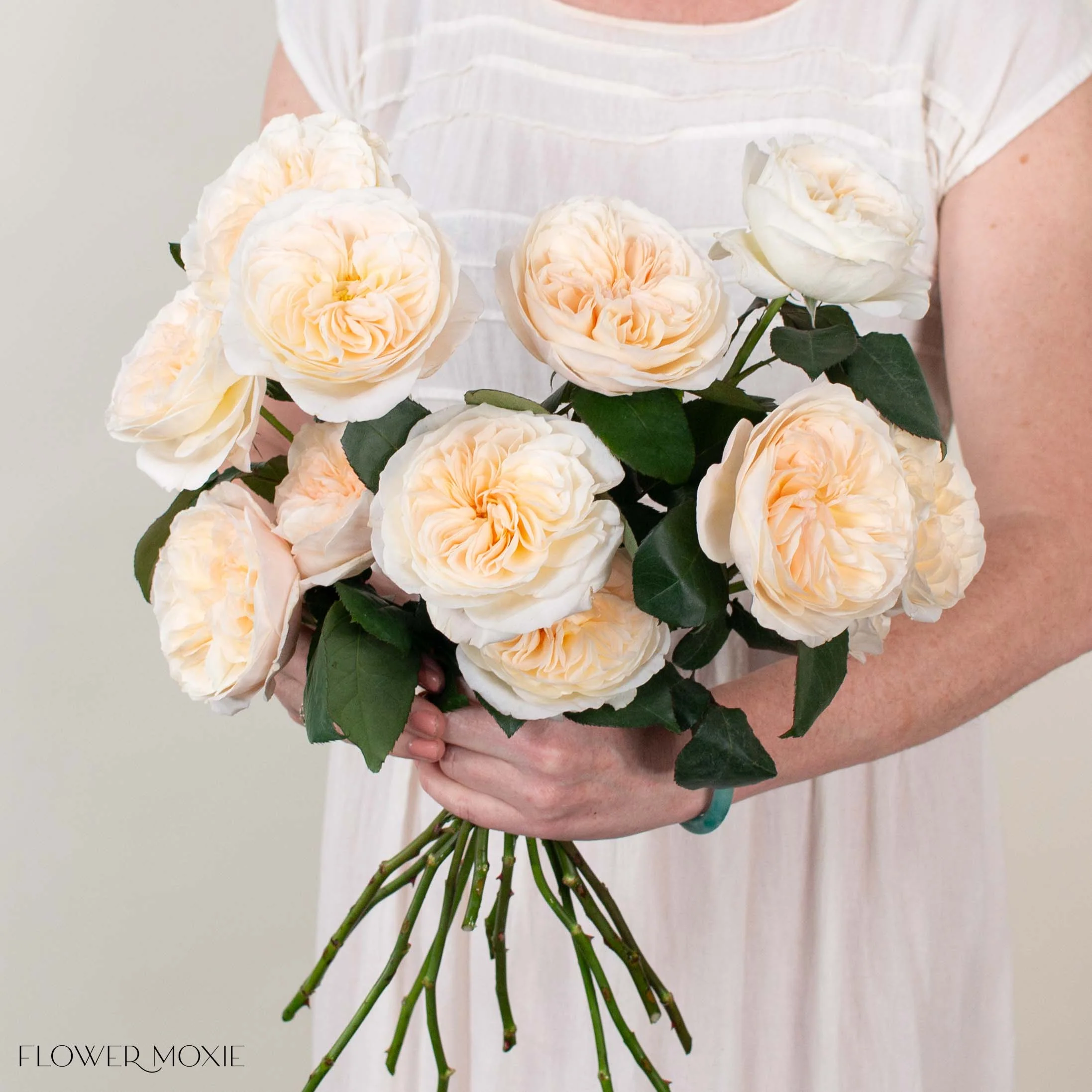 Creamy Apricot Bessie David Austin Garden Rose
