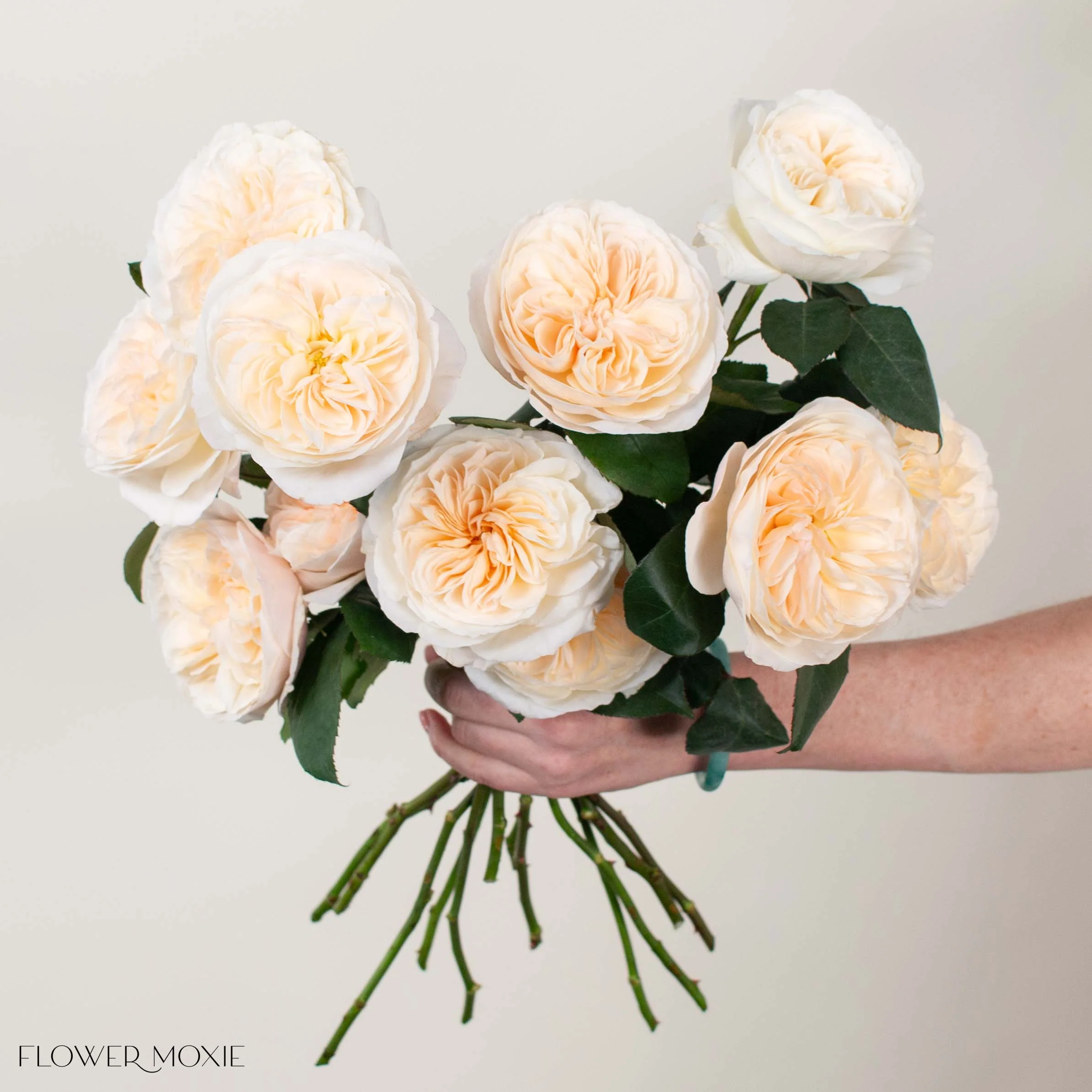 Creamy Apricot Bessie David Austin Garden Rose - Image 2