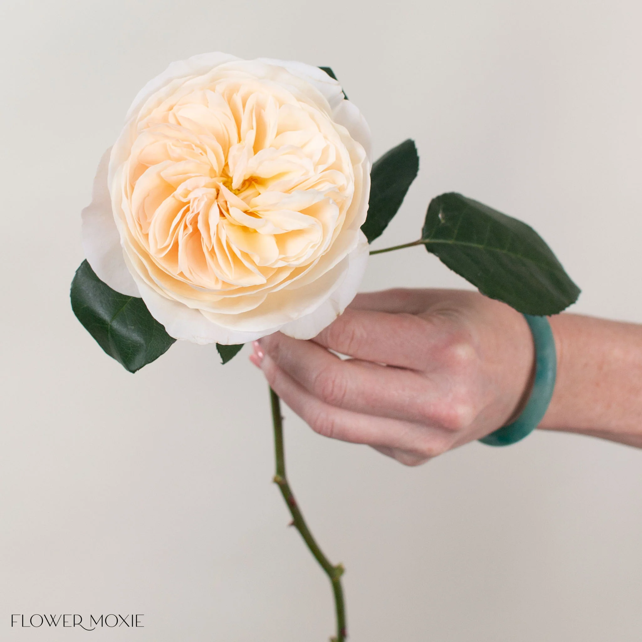 Creamy Apricot Bessie David Austin Garden Rose - Image 3