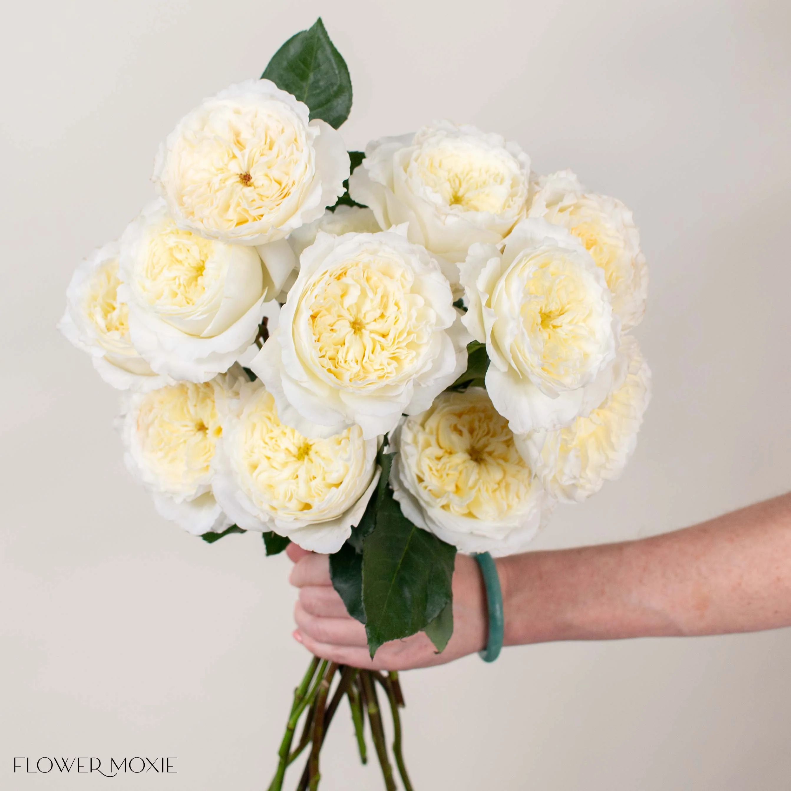 Ivory Patience David Austin Garden Rose - Image 2
