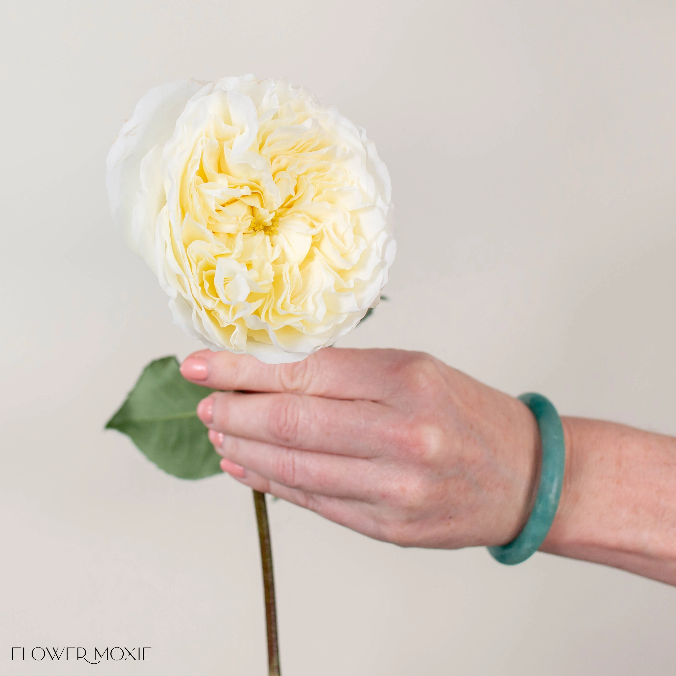 Ivory Patience David Austin Garden Rose - Image 3