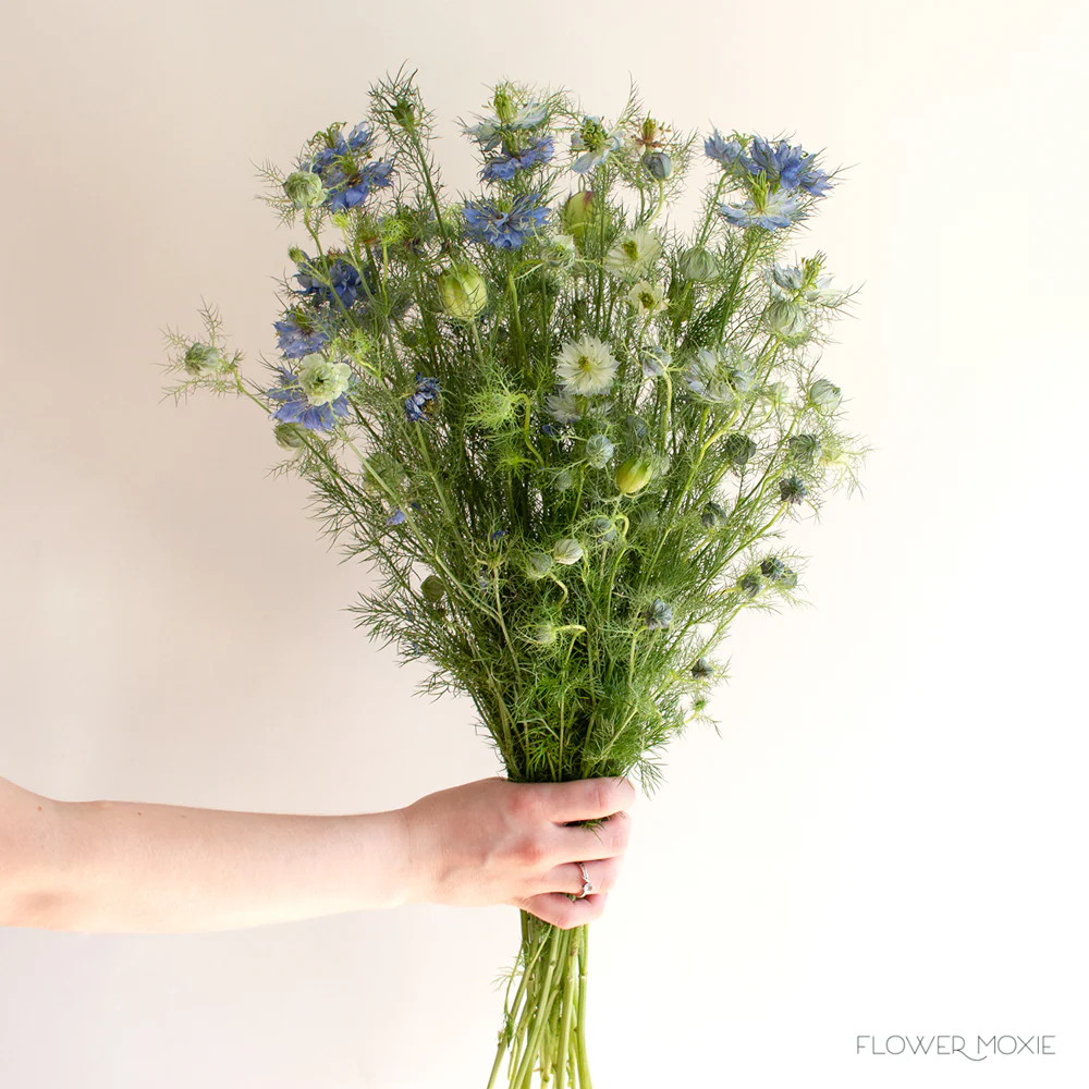 JUL-SEPT ONLY - Blue Nigella Flower - Image 3