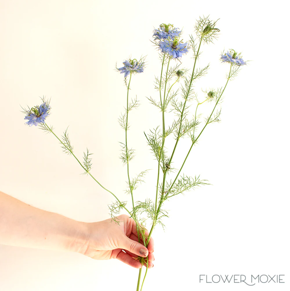 JUL-SEPT ONLY - Blue Nigella Flower - Image 4