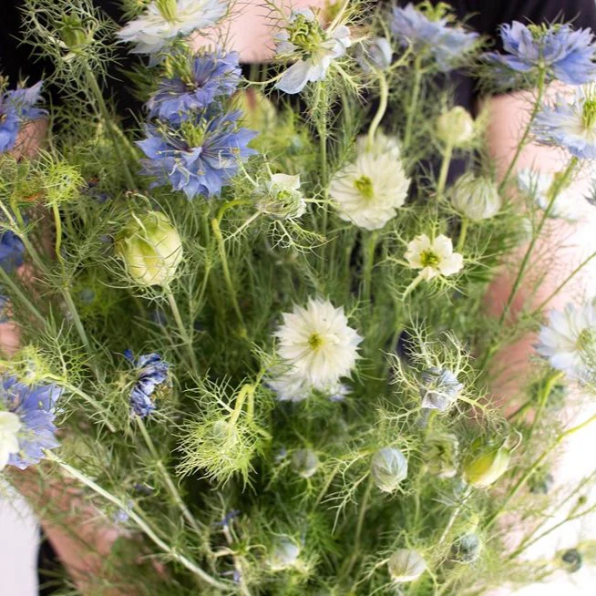 JUL-SEPT ONLY - Blue Nigella Flower - Image 5