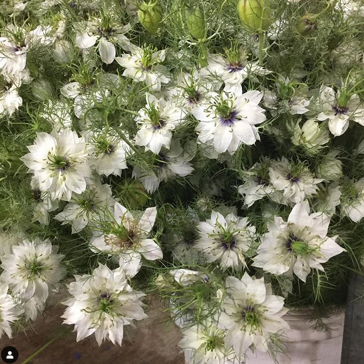 JUL-SEPT ONLY - White Nigella Flower