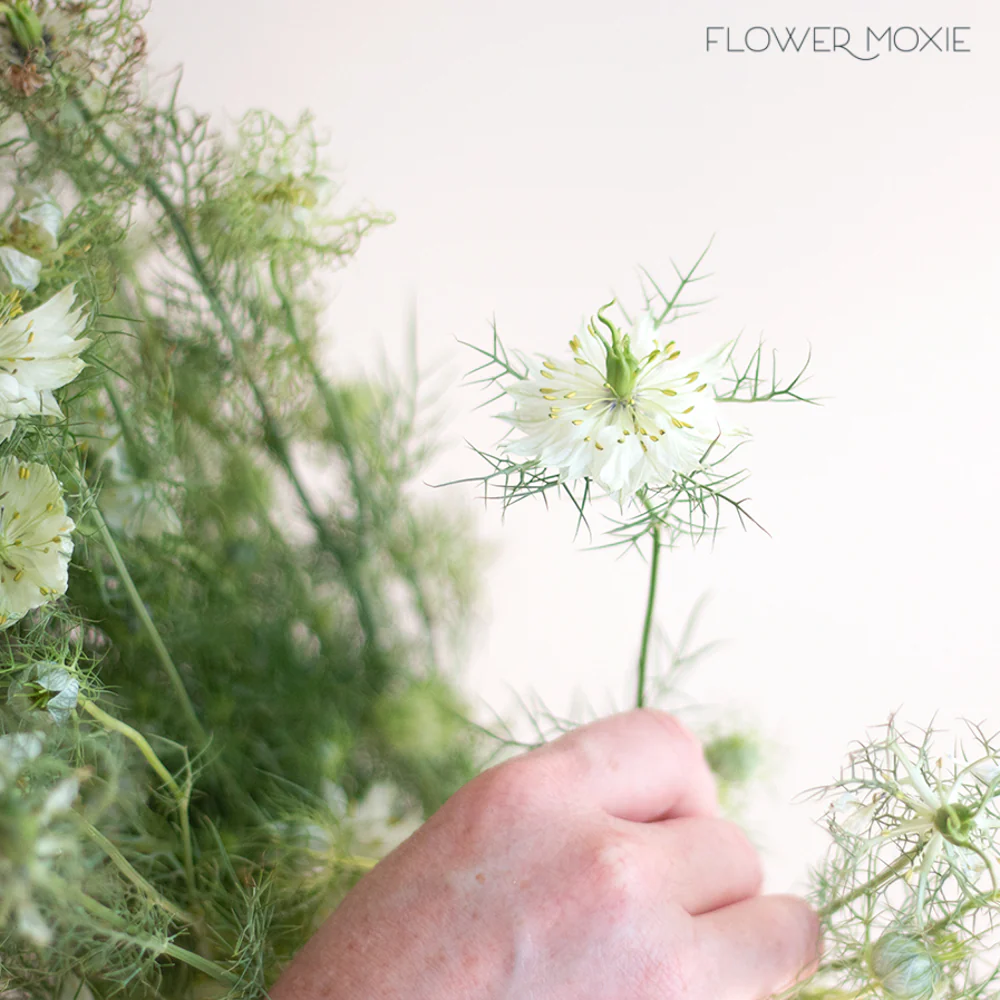 JUL-SEPT ONLY - White Nigella Flower - Image 2