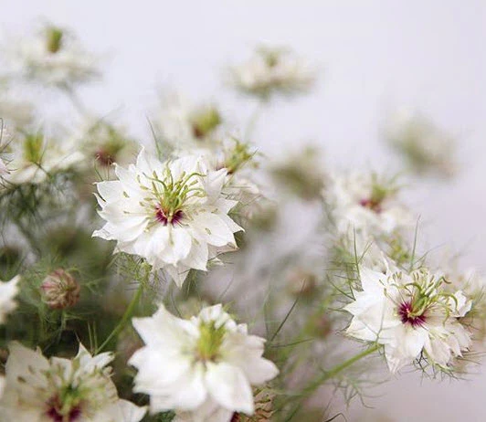 JUL-SEPT ONLY - White Nigella Flower - Image 3
