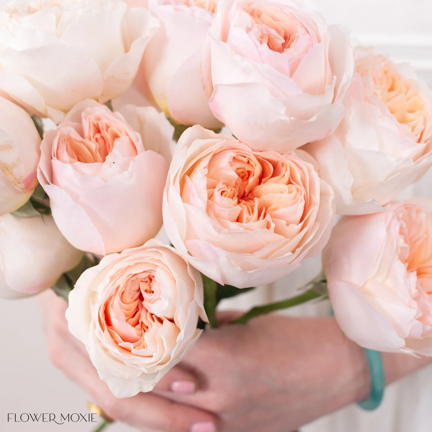 Peach Juliet David Austin Garden Rose - Image 3