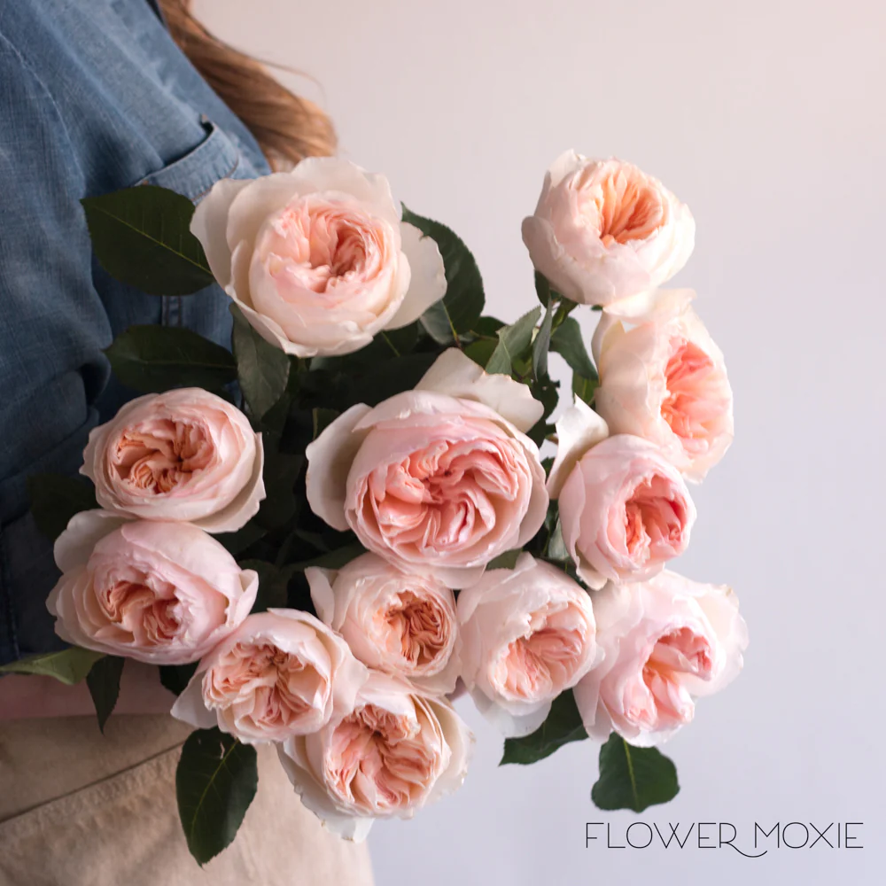 Peach Juliet David Austin Garden Rose - Image 6