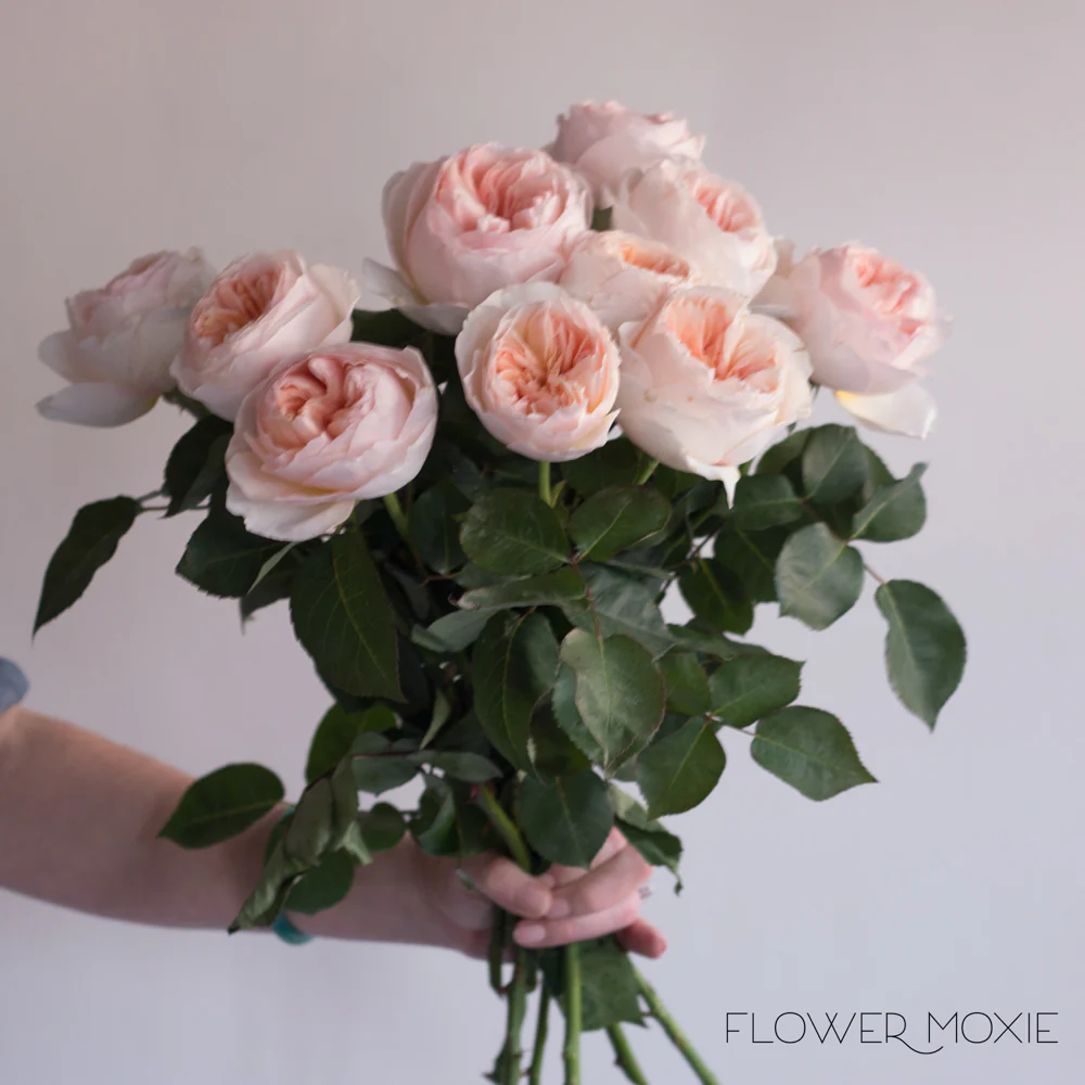 Peach Juliet David Austin Garden Rose - Image 7
