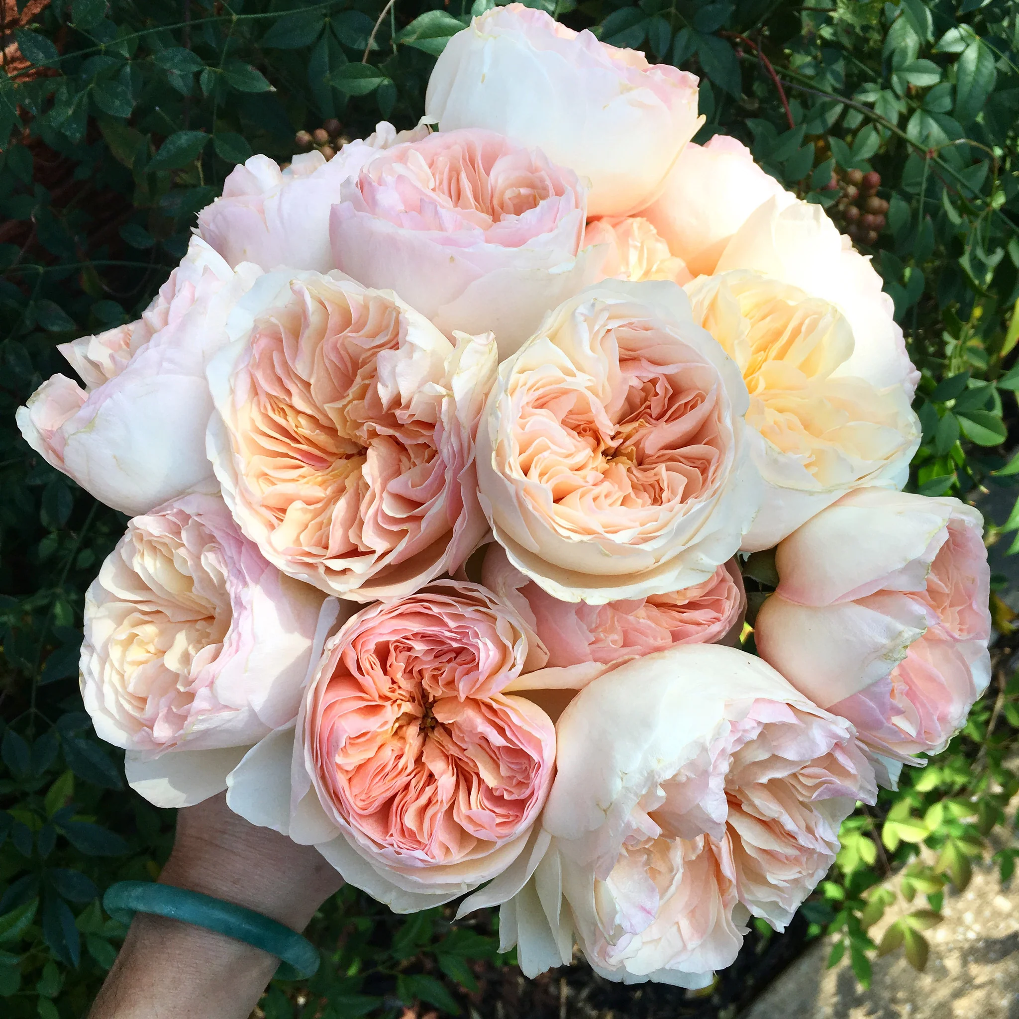 Peach Juliet David Austin Garden Rose - Image 8