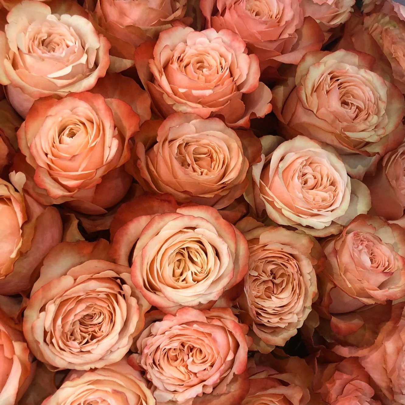 Peach Kahala Rose - Image 10