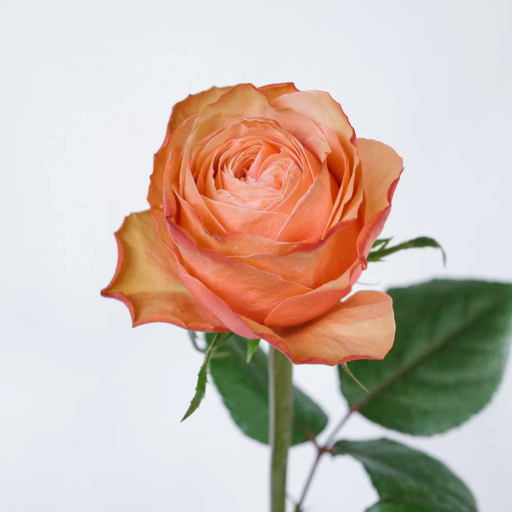 Peach Kahala Rose - Image 6