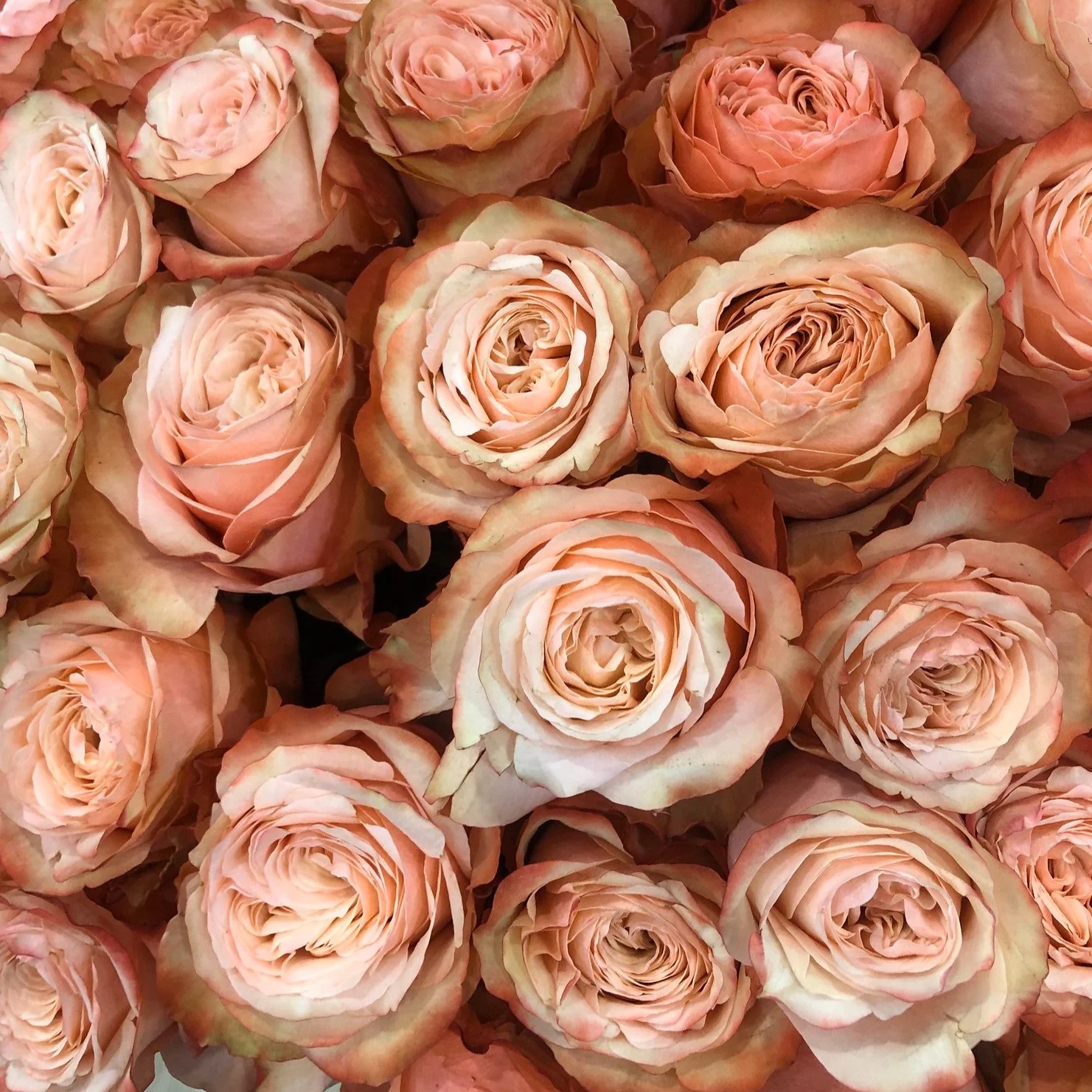 Peach Kahala Rose - Image 7