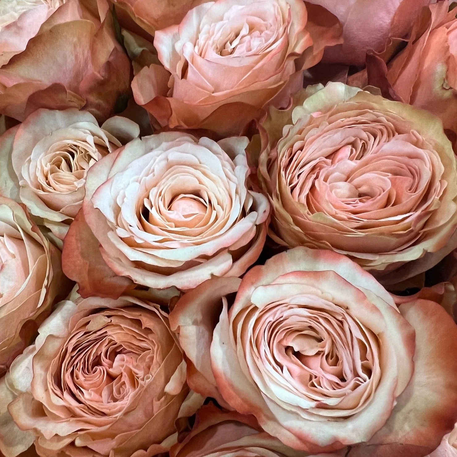 Peach Kahala Rose - Image 8