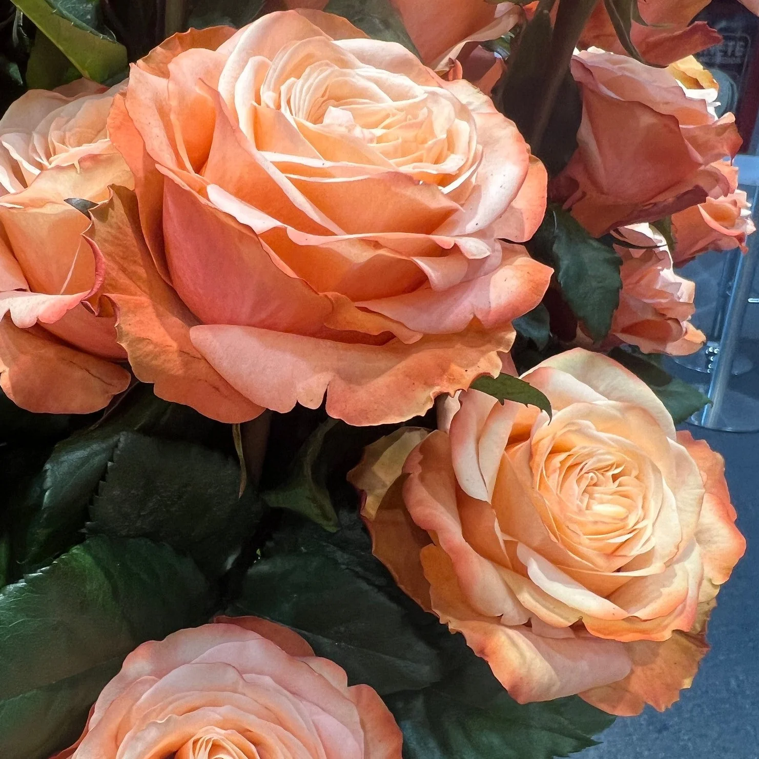 Peach Kahala Rose - Image 9