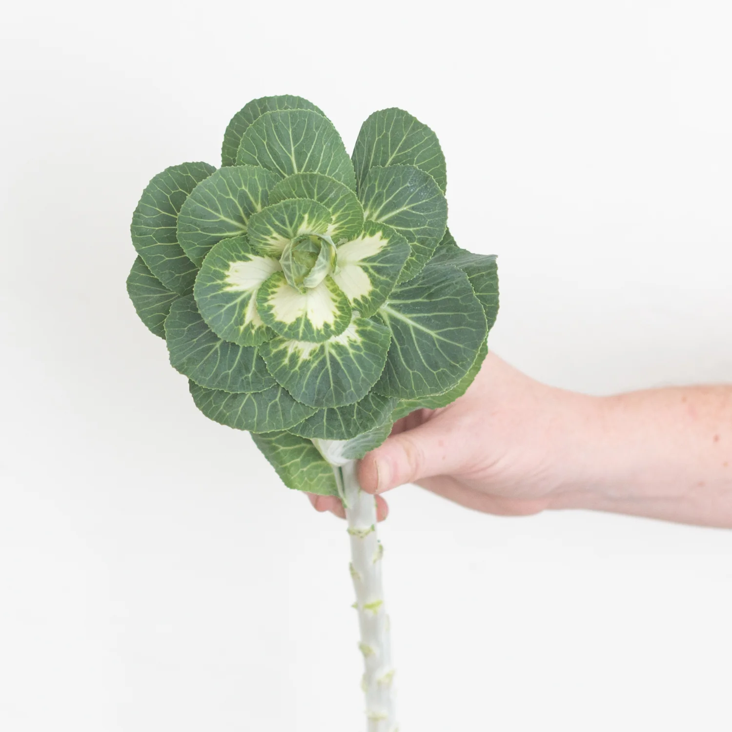 Green and White Kale Flower - Image 2