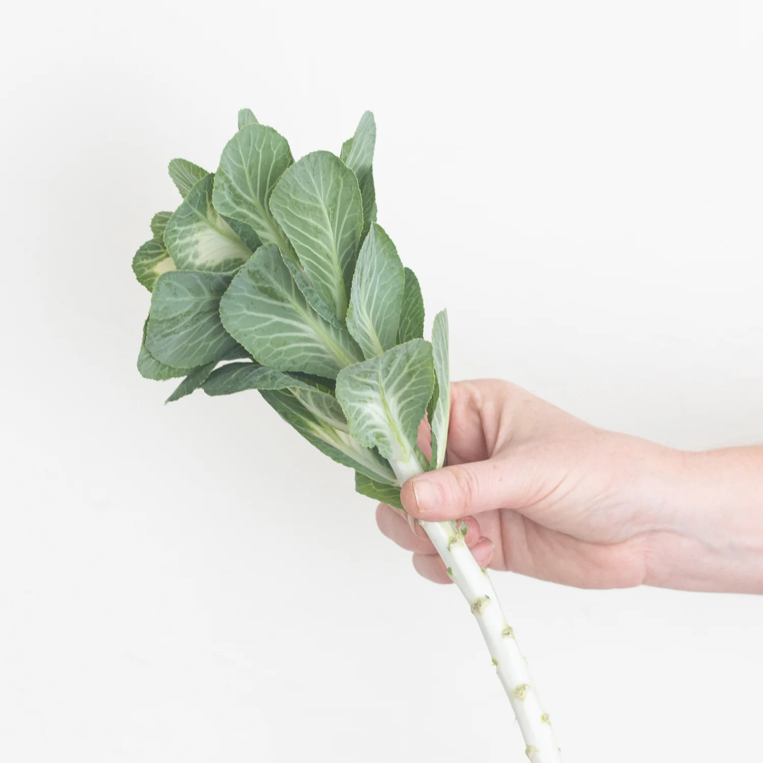 Green and White Kale Flower - Image 5