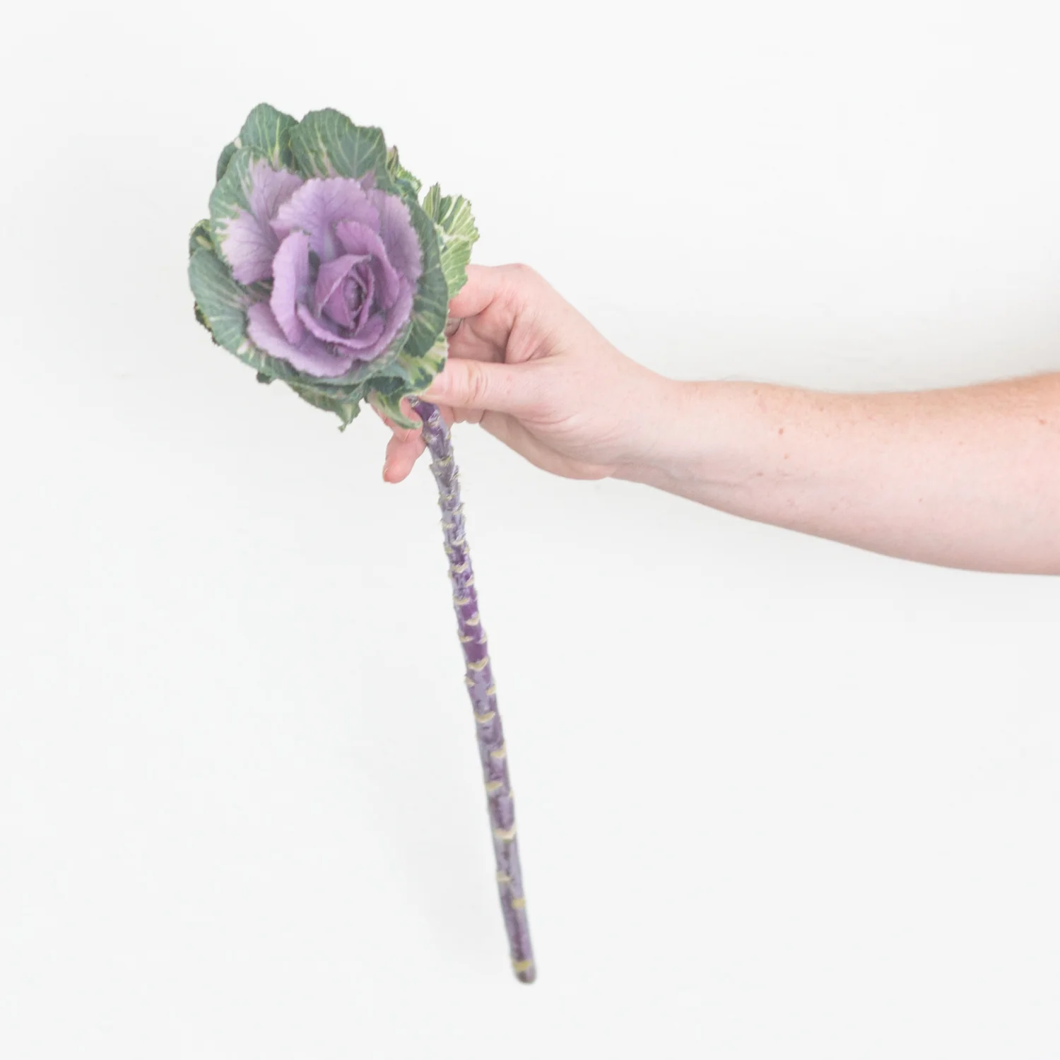 Green and Purple Kale Flower - Image 3
