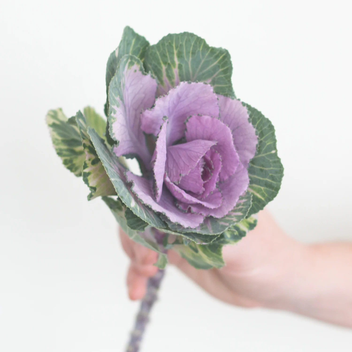 Green and Purple Kale Flower - Image 4
