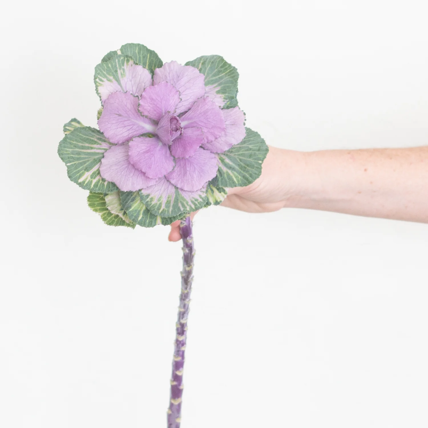 Green and Purple Kale Flower - Image 5