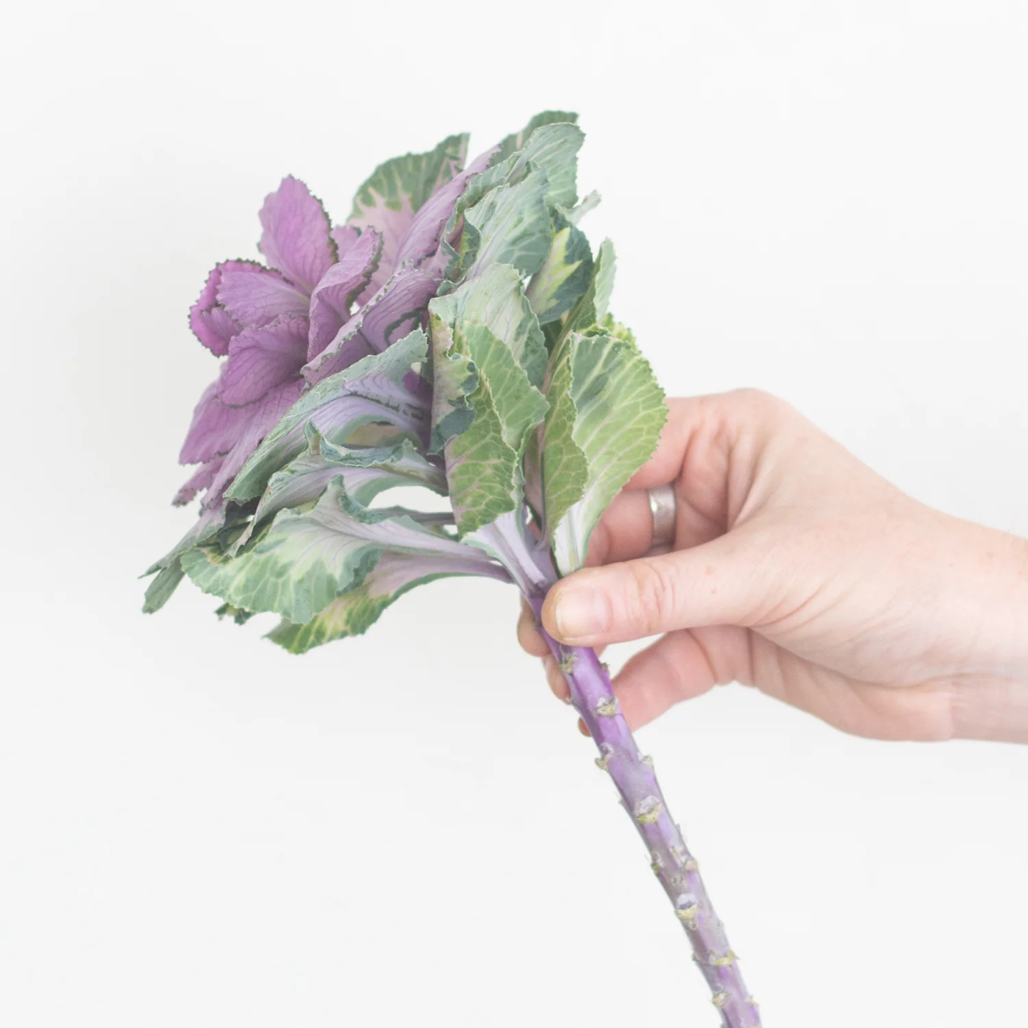 Green and Purple Kale Flower - Image 6