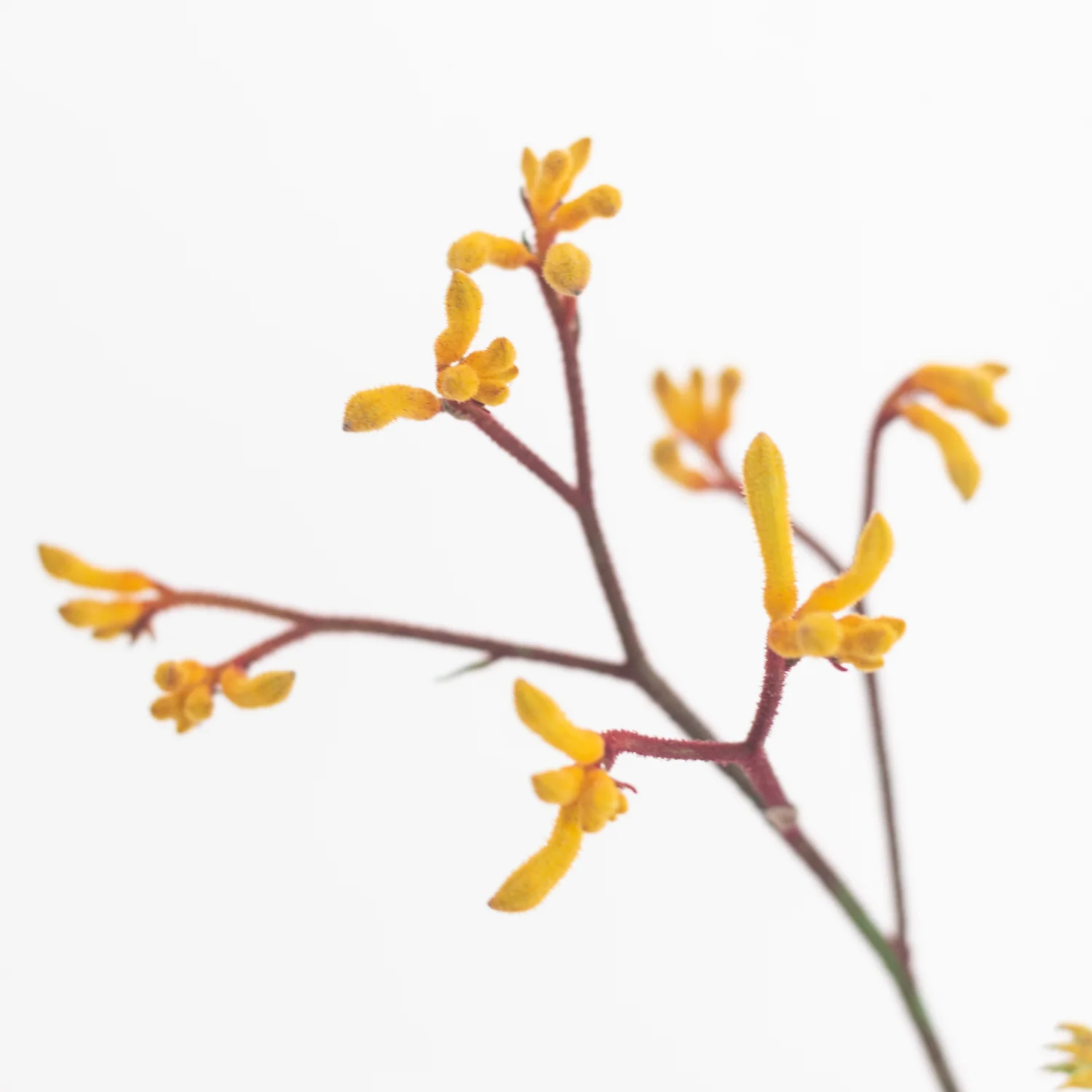Kangaroo Paw - Gold - Image 3